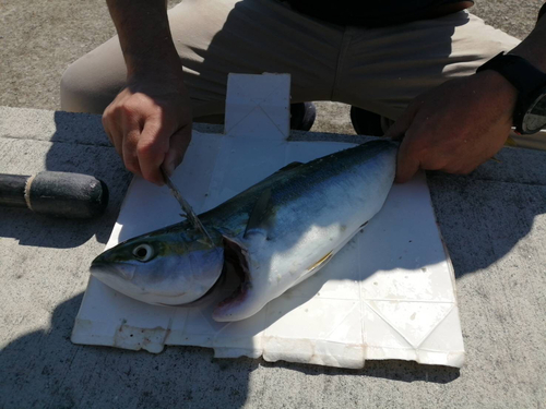 ツバスの釣果