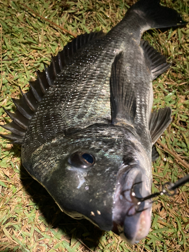 チヌの釣果