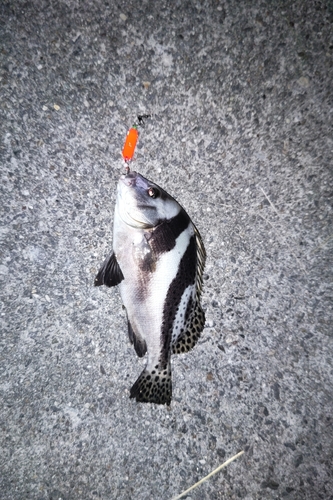 アジアコショウダイの釣果