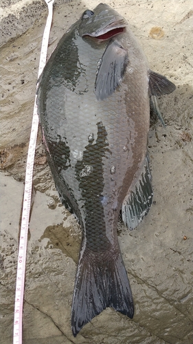 メジナの釣果