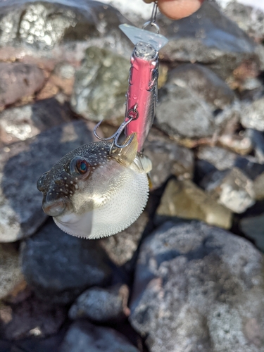 クサフグの釣果