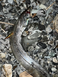 タチウオの釣果