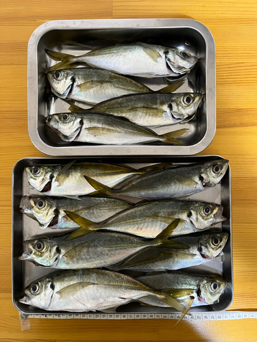 アジの釣果