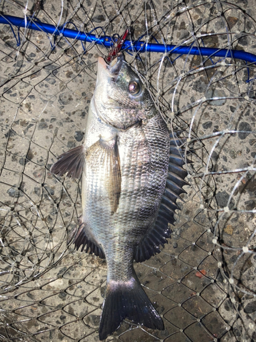 クロダイの釣果