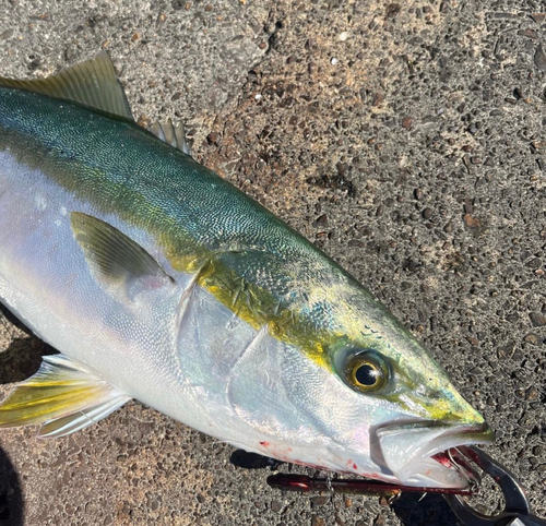 ブリの釣果