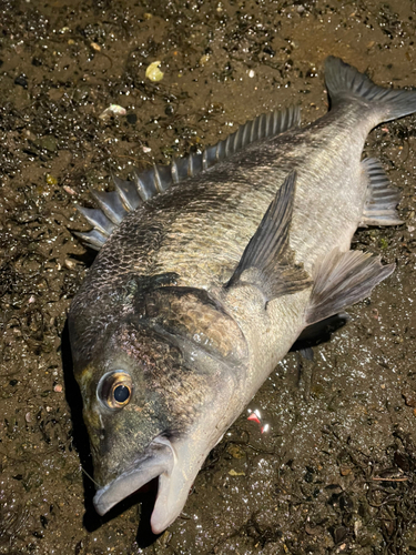 クロダイの釣果