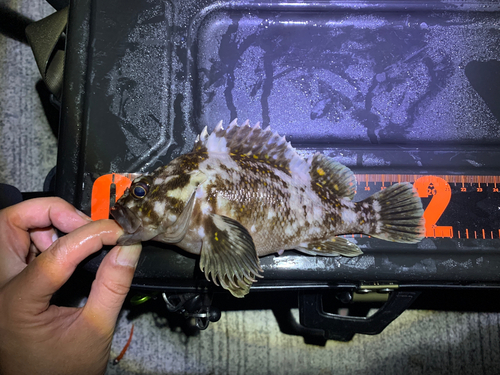 オウゴンムラソイの釣果