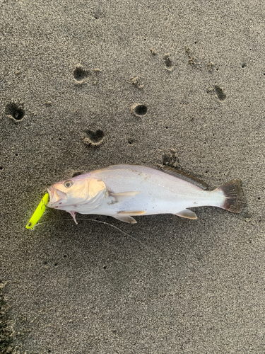 ニベの釣果