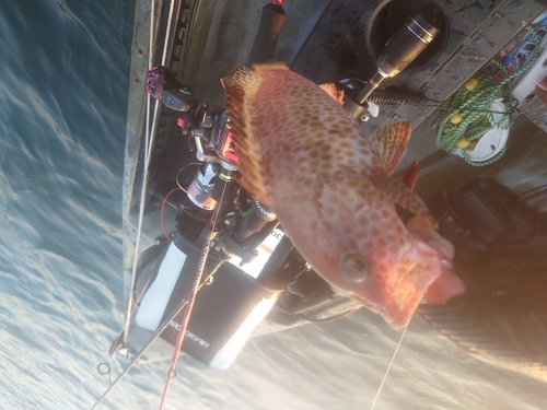 オオモンハタの釣果