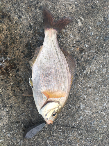 ウミタナゴの釣果