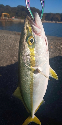 ネイリの釣果