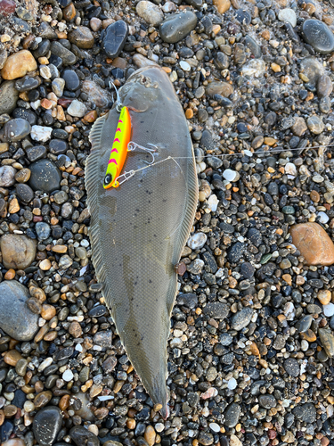 シタビラメの釣果