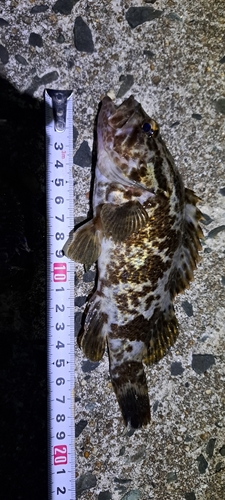 タケノコメバルの釣果