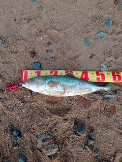 メジロの釣果