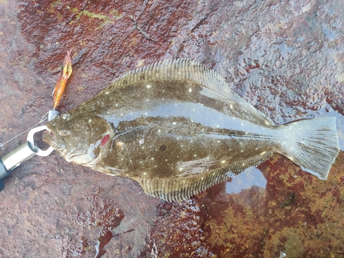 ヒラメの釣果