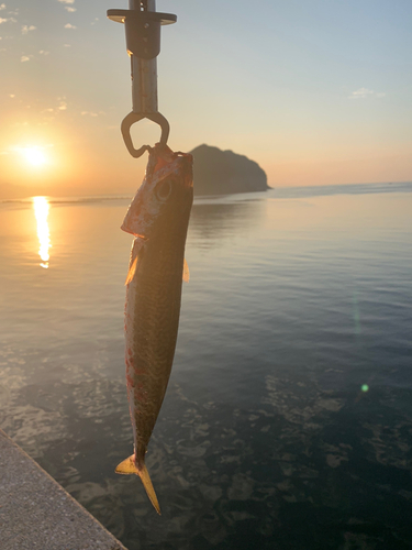 サバの釣果