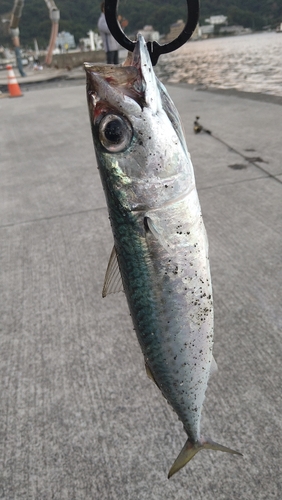 サバの釣果