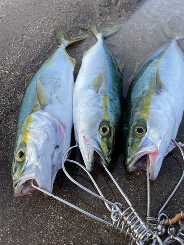 イナダの釣果