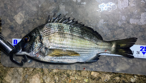 クロダイの釣果