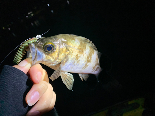 メバルの釣果