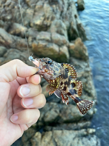 カサゴの釣果