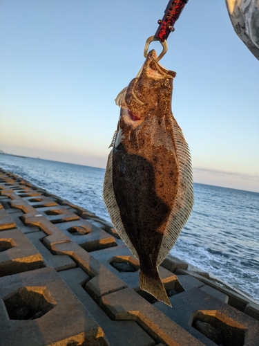 ヒラメの釣果