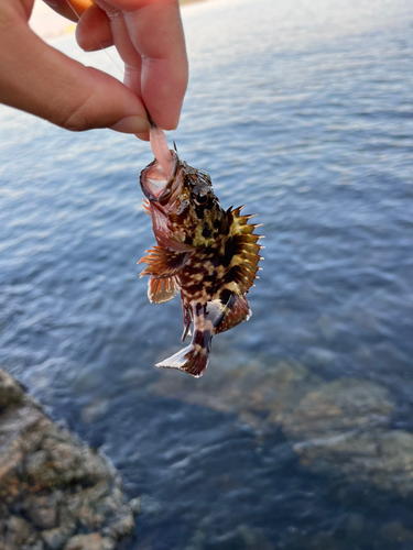 カサゴの釣果