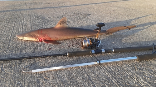 サメの釣果