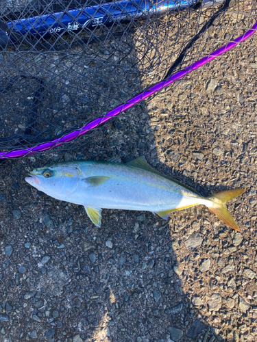 イナダの釣果