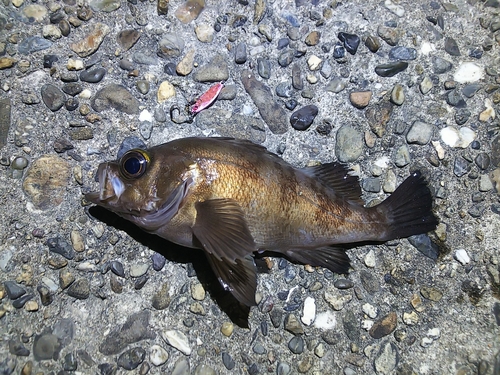 メバルの釣果