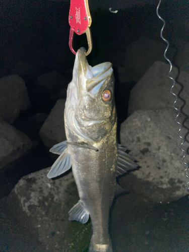 スズキの釣果