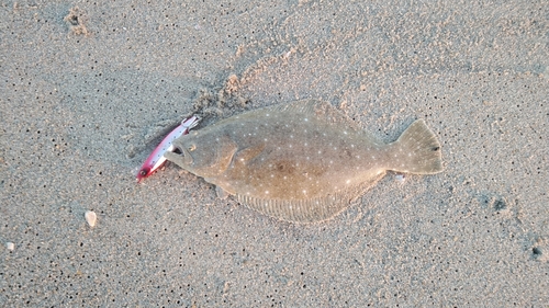 ソゲの釣果