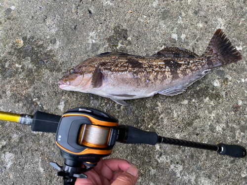 アイナメの釣果