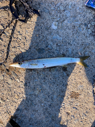 カマスの釣果