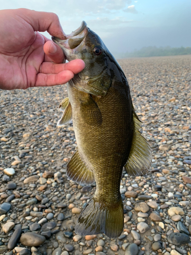 スモールマウスバスの釣果