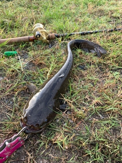 ナマズの釣果