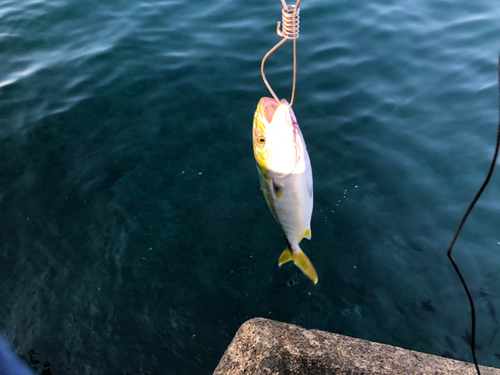 ツバイソの釣果