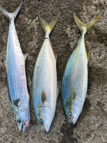 イナダの釣果