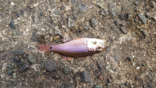 ネンブツダイの釣果