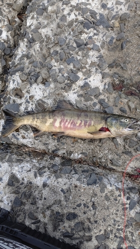 アキアジの釣果