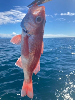 アカムツの釣果