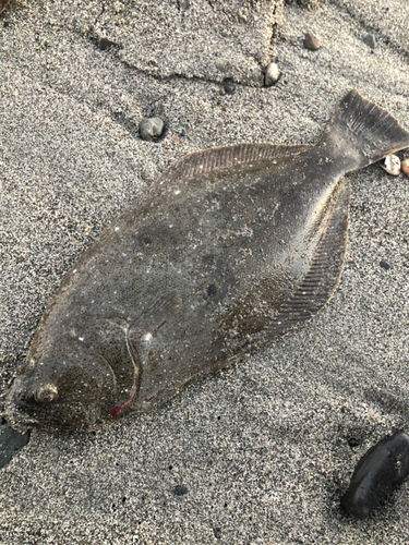 ヒラメの釣果