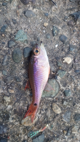 ネンブツダイの釣果