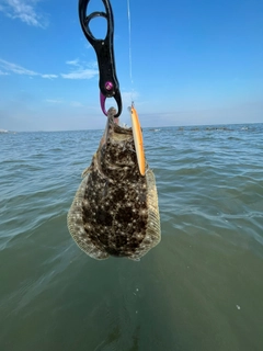 ヒラメの釣果