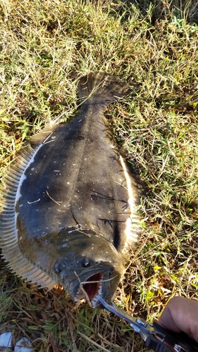 ヒラメの釣果