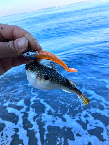 フグの釣果