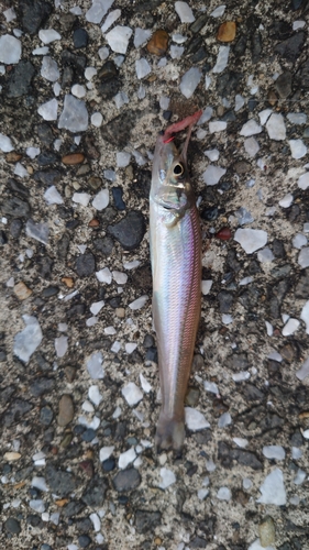 キスの釣果