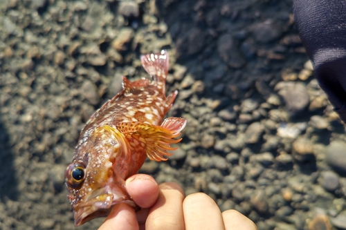 ガシラの釣果