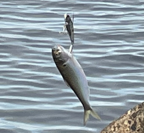 コノシロの釣果