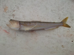 エソの釣果